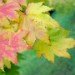 Autumn Leaves 110909